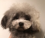 Small Photo #1 Bichpoo Puppy For Sale in HILO, HI, USA