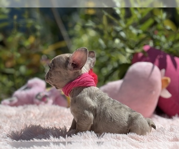 Medium Photo #3 French Bulldog Puppy For Sale in LEHIGH ACRES, FL, USA