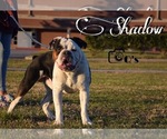 Small Photo #14 Olde English Bulldogge Puppy For Sale in BRYAN, TX, USA