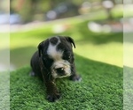 Small Photo #21 Bulldog Puppy For Sale in STOCKBRIDGE, GA, USA