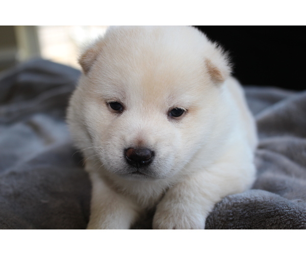 Medium Photo #19 Shiba Inu Puppy For Sale in VIRGINIA BCH, VA, USA
