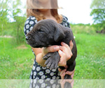 Puppy Puppy 4 Great Dane
