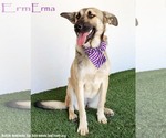 Small #4 German Shepherd Dog Mix