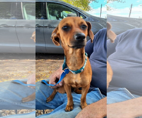 Medium Photo #2 Chiweenie Puppy For Sale in Missouri City, TX, USA