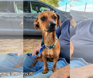 Elonna - Female Chiweenie Dog for Adoption - Photo #2