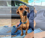 Small Photo #2 Chiweenie Puppy For Sale in Missouri City, TX, USA