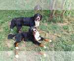 Small #5 Bernese Mountain Dog