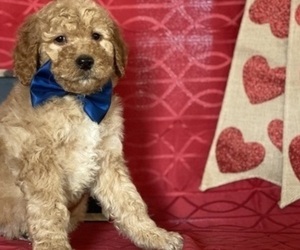 Goldendoodle Puppy for sale in LANCASTER, PA, USA