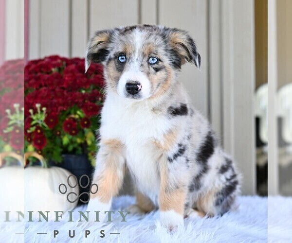Medium Photo #4 Miniature Australian Shepherd Puppy For Sale in REBERSBURG, PA, USA