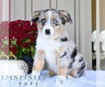 Daisy - Female Miniature Australian Shepherd Puppy for Sale - Photo #4