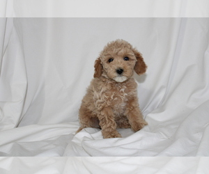 Cavapoo Puppy for sale in CANON CITY, CO, USA