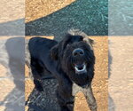 BONES - Male Labradoodle Dog for Adoption - Small photo