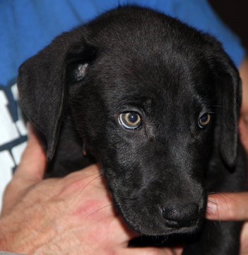 Medium Photo #1 Great Dane Puppy For Sale in YELM, WA, USA