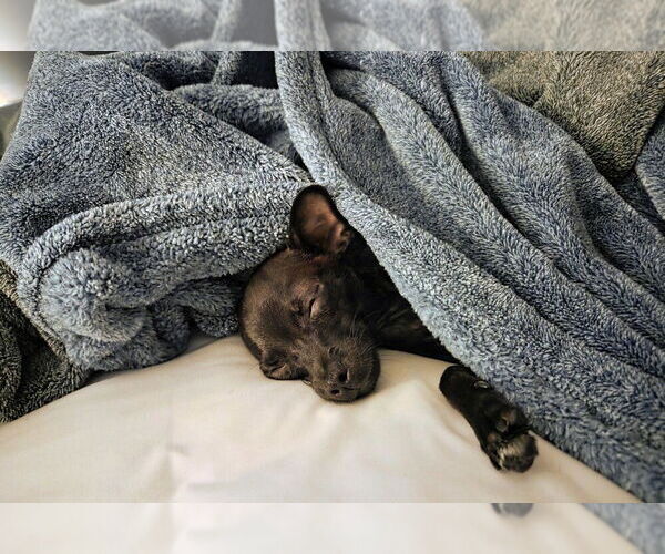 Medium Photo #3 Italian Greyhuahua Puppy For Sale in Springdale, PA, USA