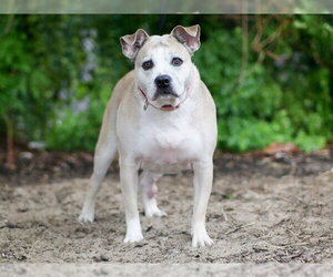 Mutt Dogs for adoption in Tavares, FL, USA