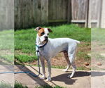 Small #24 Boxer Mix