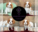 Small #7 Cavalier King Charles Spaniel
