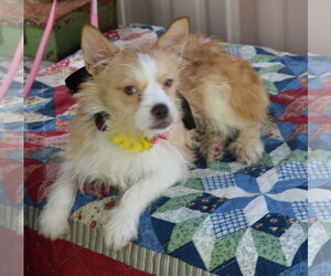 Mutt Dogs for adoption in Bandera, TX, USA