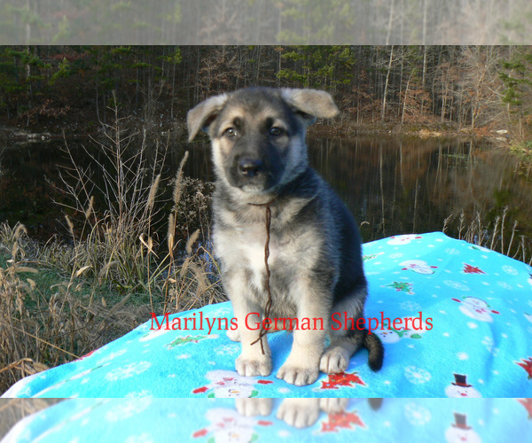 Medium Photo #3 German Shepherd Dog Puppy For Sale in PIEDMONT, MO, USA