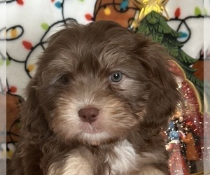 Maltipoo Puppy for sale in MCMINNVILLE, OR, USA