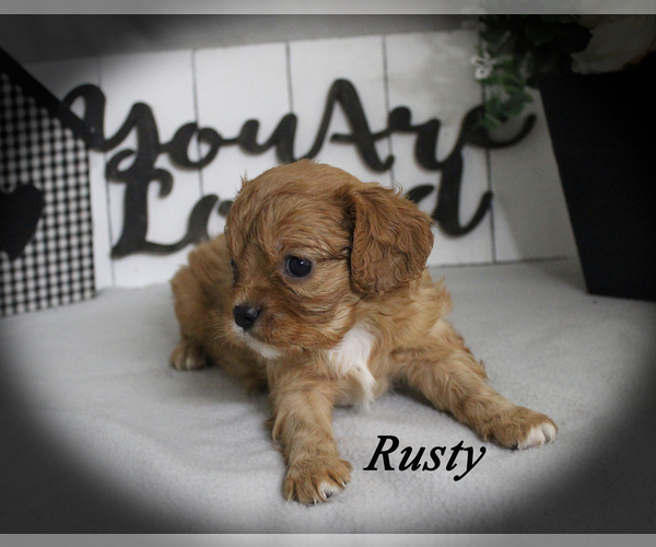 Medium Photo #16 Cavalier King Charles Spaniel Puppy For Sale in CHANUTE, KS, USA