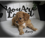 Small #15 Cavalier King Charles Spaniel