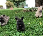 Small Photo #2 Cairn Terrier Puppy For Sale in JOPPA, MD, USA