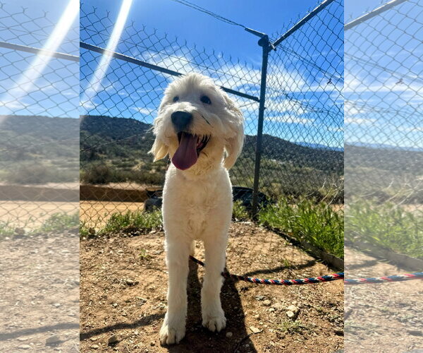 Medium Photo #3 Mutt Puppy For Sale in San Diego, CA, USA