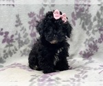 Small #6 Schnoodle (Miniature)