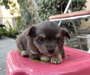 Papillon Puppy for sale in MONTEREY PARK, CA, USA