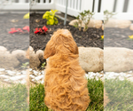 Small Photo #36 Golden Cavadoodle Puppy For Sale in MILLERSBURG, IN, USA