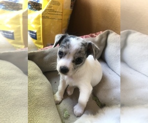Poochis-Unknown Mix Puppy for sale in ALBUQUERQUE, NM, USA