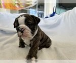 Small Photo #5 Bulldog Puppy For Sale in MIDDLETOWN, DE, USA