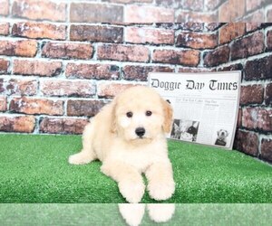 Goldendoodle Puppy for sale in BEL AIR, MD, USA