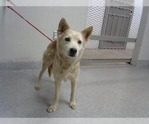 German Shepherd Dog-Siberian Husky Mix Dogs for adoption in Pasadena, TX, USA
