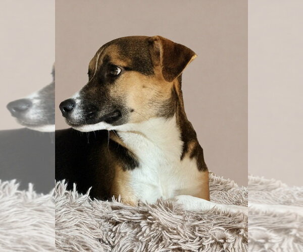 Medium Photo #3 Jack Russell Terrier Puppy For Sale in San Diego, CA, USA