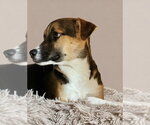 Small #2 Jack Russell Terrier
