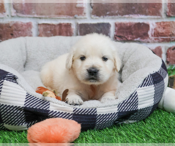 Medium Photo #1 English Cream Golden Retriever Puppy For Sale in SYRACUSE, IN, USA