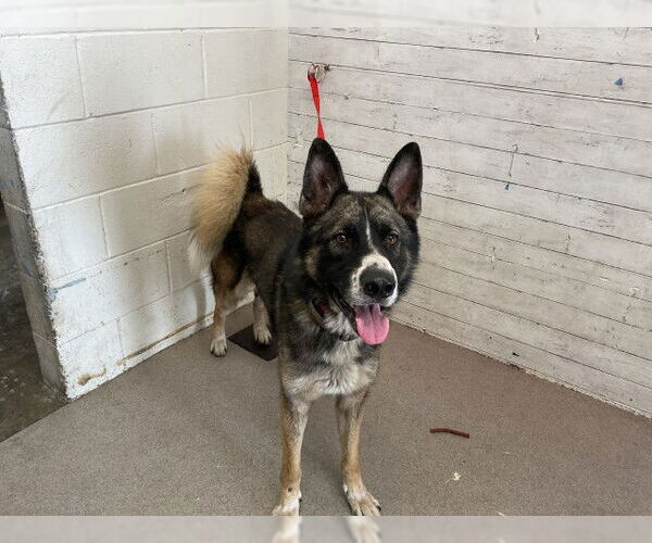 Medium Photo #1 German Shepherd Dog-Siberian Husky Mix Puppy For Sale in San Bernardino, CA, USA