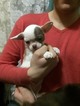 Small Photo #3 Chihuahua Puppy For Sale in SAINT PETERSBURG, FL, USA