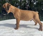 AKC Art - Male Boxer Puppy for Sale - Photo #2