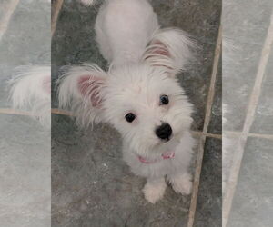 Maltese-Unknown Mix Dogs for adoption in Greensboro, NC, USA