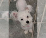 Small Maltese Mix