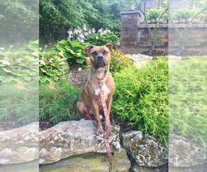 Bullboxer Pit Dogs for adoption in New York, NY, USA