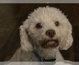 Bichon Frise-Unknown Mix Dogs for adoption in Rootstown, OH, USA