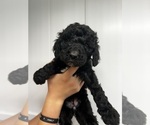 Small Photo #15 Poodle (Standard) Puppy For Sale in TIMMONSVILLE, SC, USA