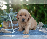 Small Photo #18 Golden Retriever Puppy For Sale in NAPPANEE, IN, USA