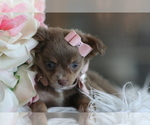 Small #17 Chihuahua