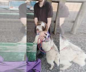 Bordoodle-Poodle (Standard) Mix Dog for Adoption in VENETA, Oregon USA