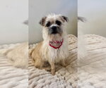Small Photo #4 Mutt Puppy For Sale in Marina Del Rey, CA, USA